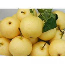 2016 Crop Fresh Golden Pear Hot Sale